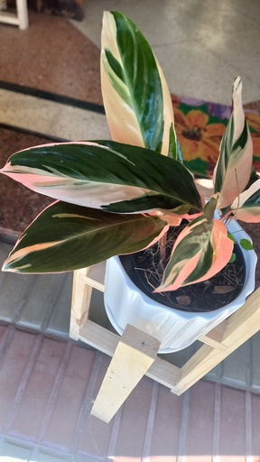 Calathea Stromanthe 3 l o m15