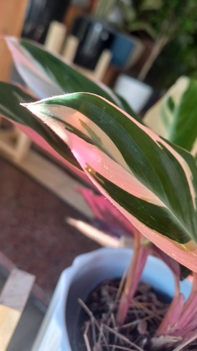 Calathea Stromanthe 7 l