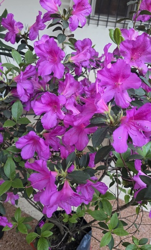 AZALEA MEDIANA