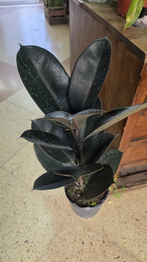 Gomero negro m15