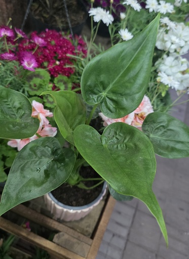 Alocasia cucullata m14