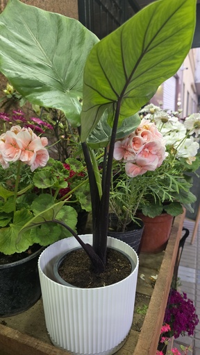 Alocasia imperial red m14