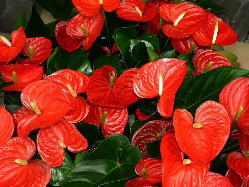 Anthurium Premiun m12