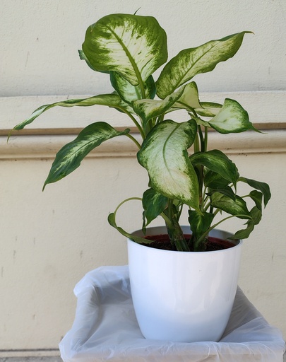 Dieffembachia Tropic M15