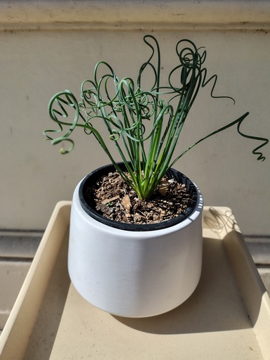 Albuca Espiralada Spiralis M12