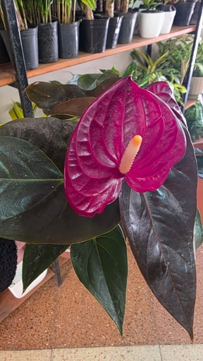 Anthurium m14 Especial