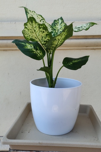Aglaonema Brasil M12