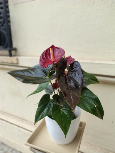 Anthurium M14