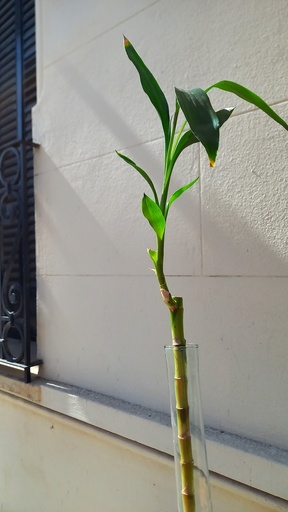 Bambu de la suerte