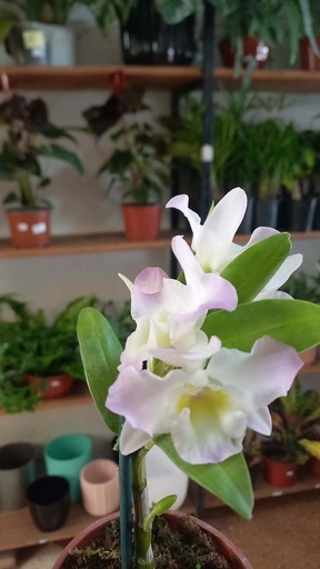 Dendrodium m12