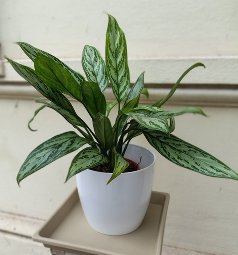 Aglaonema Silver M14